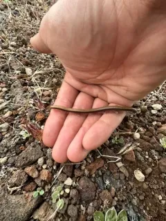 Californiulus dorsovittatus thumbnail 1
