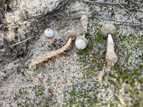 Tulostoma kotlabae