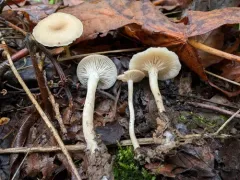 Pink-gilled Clitocybe thumbnail 4