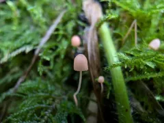 ferny bonnet thumbnail 4