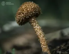 scaly fibrecap thumbnail 1