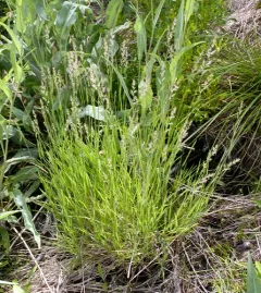 foxtail muhly thumbnail 3