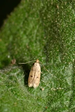 Carolana ascriptella thumbnail 4