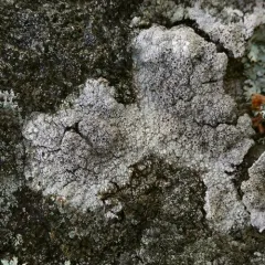 Cowpie Lichen thumbnail 3