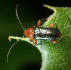 Grapevine Phymatodes thumbnail 4