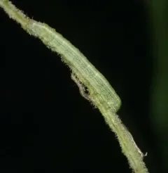 Forbes' Sallow thumbnail 4