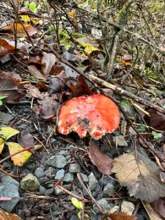 Winter Russula thumbnail 3