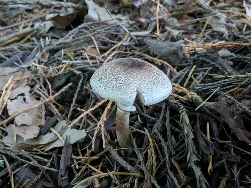 Lepiota fuliginescens