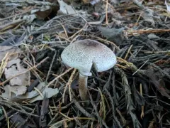 Lepiota fuliginescens thumbnail 1