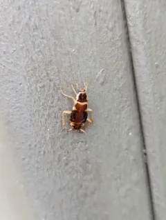 Brown-banded Cockroach thumbnail 4