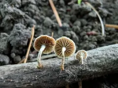 Flammulaster muricatus thumbnail 2