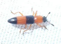 Languria trifasciata thumbnail 3