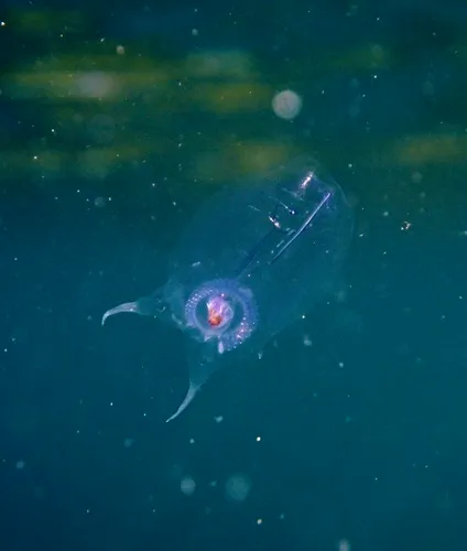 Common Salp