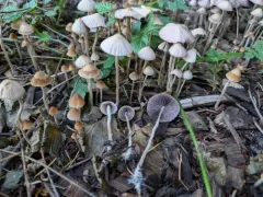 Psathyrella amarescens thumbnail 4