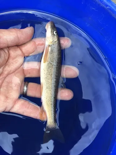 Green Sucker