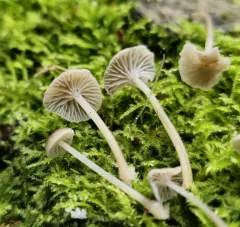 Bark Bonnet thumbnail 4