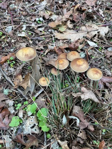 Leratiomyces magnivelaris