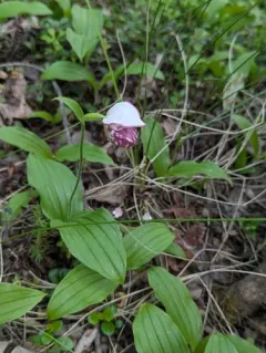 Spotted Lady's Slipper thumbnail 4