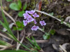 Purple Bitter-cress thumbnail 3
