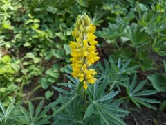 Sabin's Lupine thumbnail 1