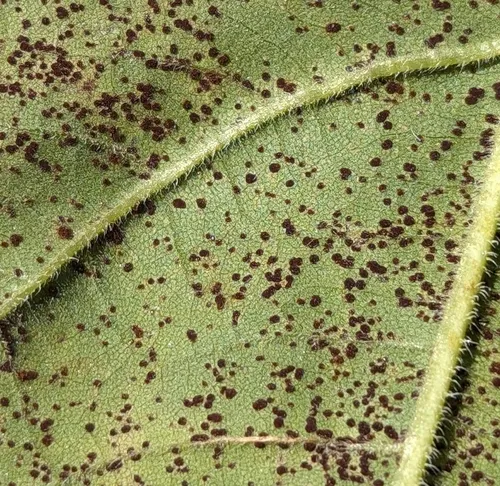 Sunflower Rust