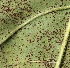 Sunflower Rust thumbnail 1
