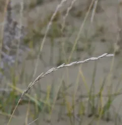 thickspike wheatgrass thumbnail 1