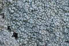 California Pore Lichen thumbnail 2