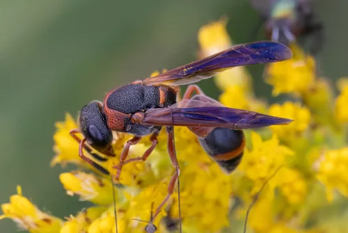 Red-marked Pachodynerus Wasp