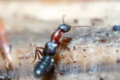 Rugilus angustatus thumbnail 2