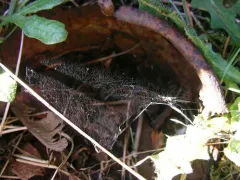 Common Ground-Weaver thumbnail 3