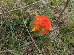Mendocino Coast paintbrush thumbnail 3