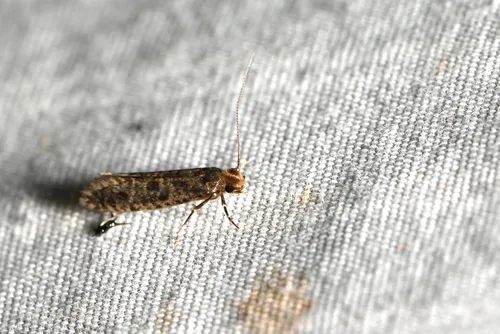 Fungus Grain Moth