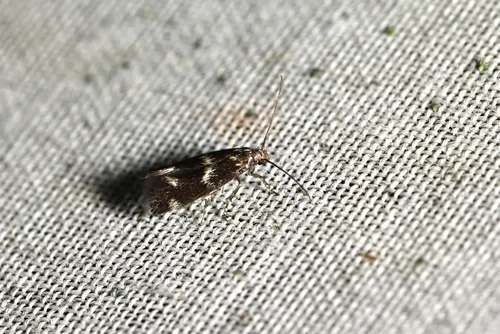 marsh sedge-miner