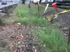 African love grass thumbnail 2