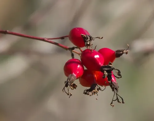 cluster rose