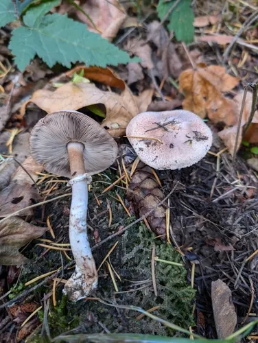 Arora's Agaricus