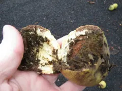 northern California black walnut thumbnail 3
