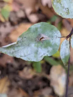 Erysiphe pulchra thumbnail 2