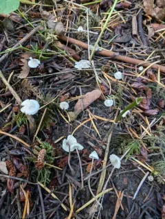 Mycena rebaudengoi thumbnail 4