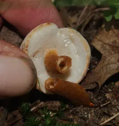 Chestnut Bolete thumbnail 3