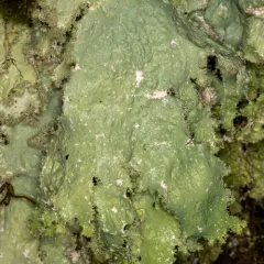 Oldgrowth Specklebelly Lichen thumbnail 2