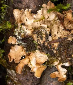 Naked Kidney Lichen thumbnail 4