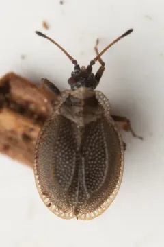 Acalypta saundersi thumbnail 1