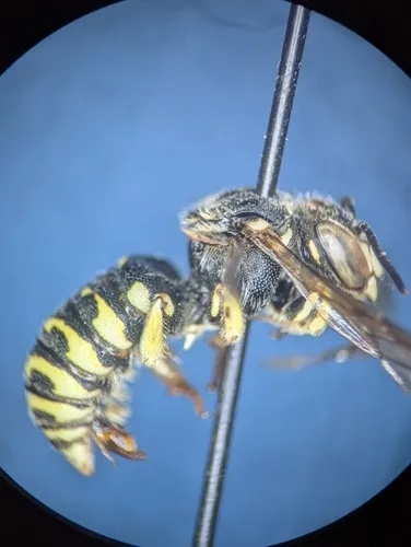 Dianthidium plenum