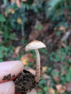 Lepiota pseudoasperula thumbnail 2