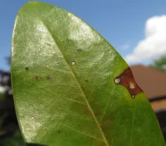 Phyllosticta magnoliae thumbnail 2