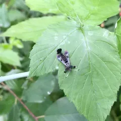 Virginia Creeper Clearwing thumbnail 3