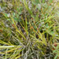 inland sedge thumbnail 2