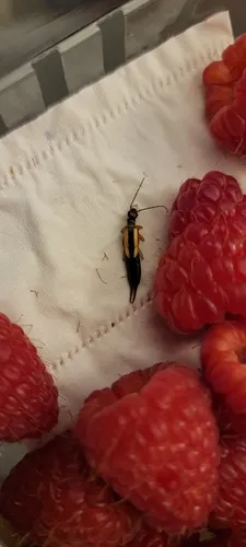 Lined Earwig